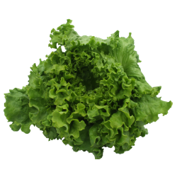 Salade batavia fraîche - 1...