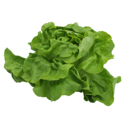 Salade pommée fraîche - 1...