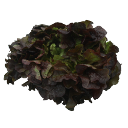 Salade feuille de chêne...