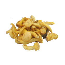 Champignons - chanterelles