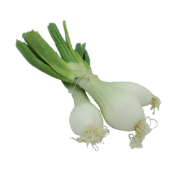 Oignons - botte