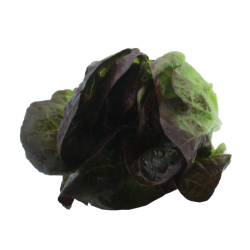 Salade sucrine - 1 pièce