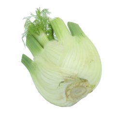 Fenouil
